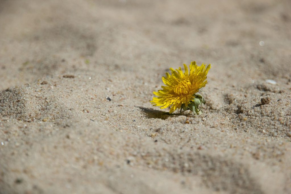une fleur dans le sable
